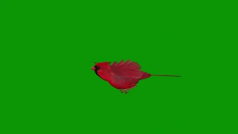 Red bird flying in air through green screen animated chromakey colorful Stock Footage 314068093