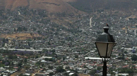 Red bird on lamp post in city Stock Footage 28672867
