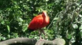 Red bird with long beak on tree HD Footage