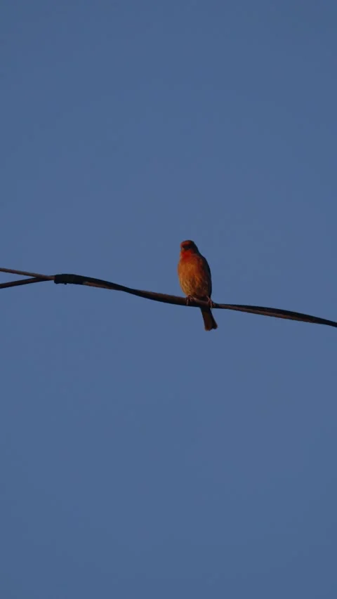 Red bird looking around while perched on electrical wires vertical video Stock Footage 288652273