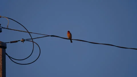 Red bird looking around while perched on electrical wires Stockbeeldmateriaal 288654177