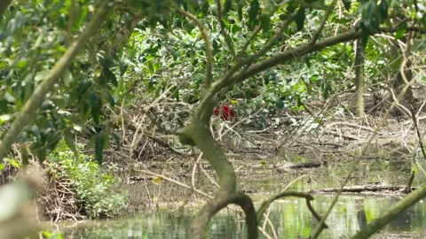 Red bird in the mangrove in Amazon Stock Footage 317885080