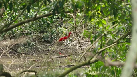 Red bird in the mangrove in Amazon Stock Footage 317885082