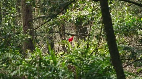 Red bird in the mangrove in Amazon Stock Footage 317885086