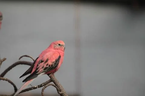 Red bird Stock Photos