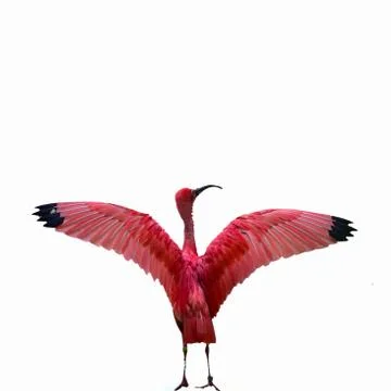 Red bird Foto stock
