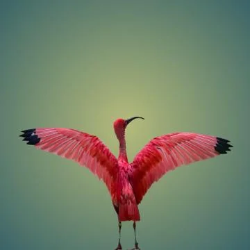 Red bird Foto stock
