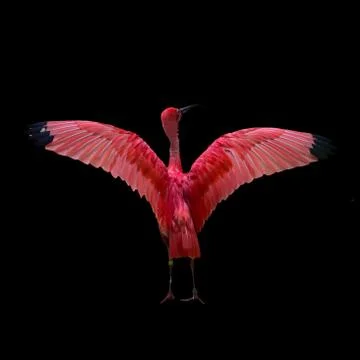 Red bird Stock Photos