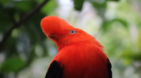 Red Bird Stockfoto's