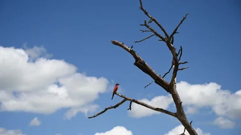 Red bird sitting on dry tree branch Vídeo Stock 155458171