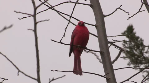 Red bird sitting in a tree in spring, male Northern Cardinal  Stock Footage 37787835