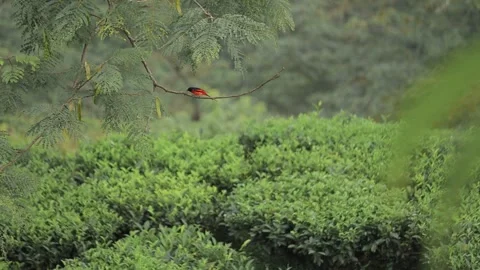 Red bird sunda minivet sitting on a tree branch, eating an insect. Video stock 305556809