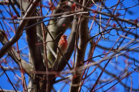 Red Bird in Tree Branches Photos
