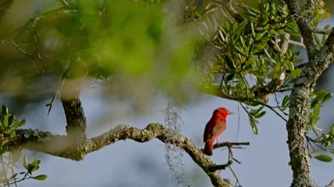Red Bird In Tree Top 库存影片 204872671
