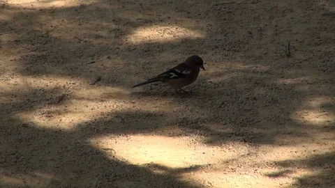 Red bird walking eating soil sunny shadow colorful small little Vídeos de archivo 112546589