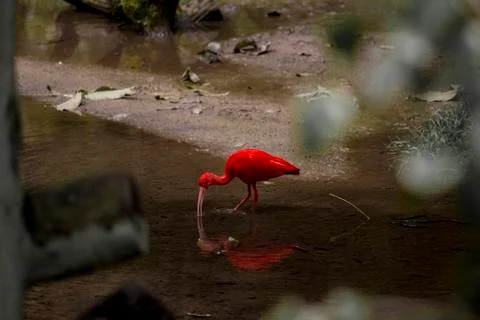 Red bird in water Stock Photos