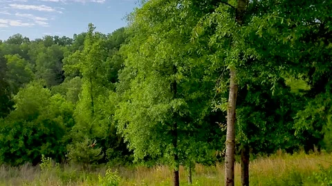 Red bird in the wild. Stock-Footage 154143300