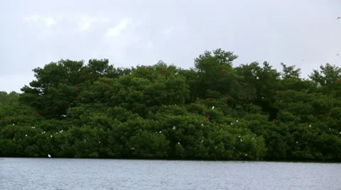 Red birds some white on trees 스톡 동영상 53055387