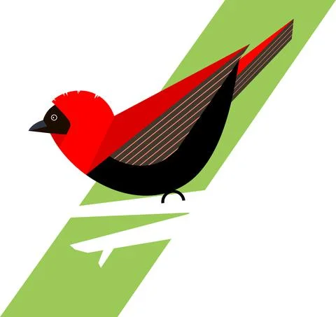 Red bishop bird on a branch Stock Illustration
