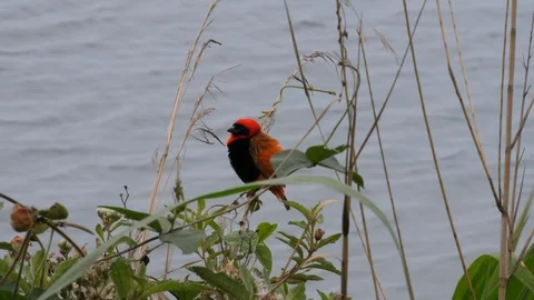 Red Bishop Bird Stock Footage 125152491