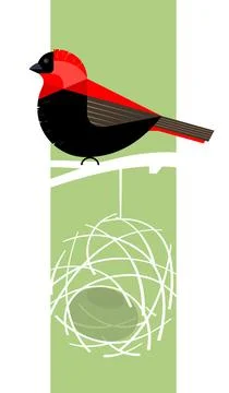 Red bishop bird Stock Illustration