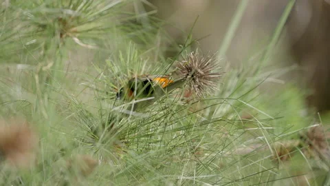 A Red Bishop bird perched on top of a papyrus stalk. Stock Footage 149812834