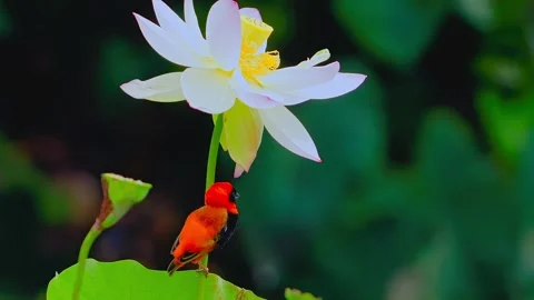 Red bishop bird perched on white lotus flower blooming in nature reserve during Stock Footage 343696130