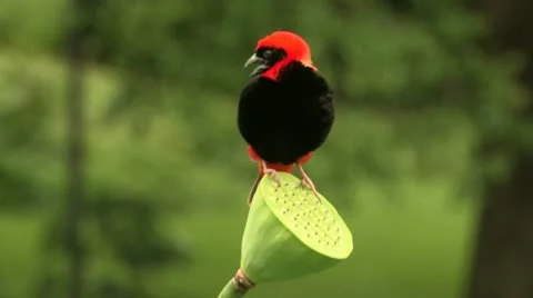 Red Bishop puffs himself up Stock Footage 21991992
