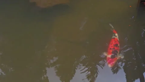 Red Black and Orange Koi Fish Beneath Reflective Pond Water Stock Footage 339749865