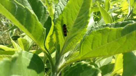 Red Black Bug Sitting on the leaf of  Helianthus tuberosus Jerusalem artichoke Stock Footage 91497416