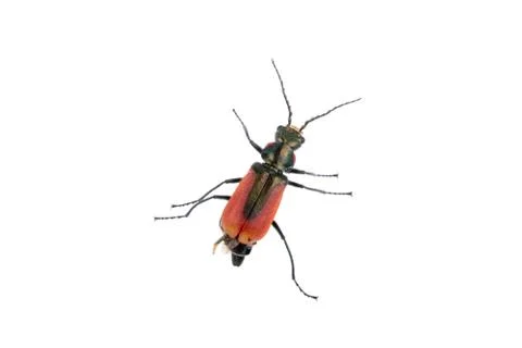 Red black bug on a white background Stock Photos