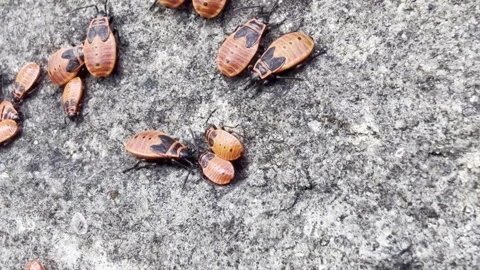 Red black bugs on stone close up 스톡 동영상 346298026