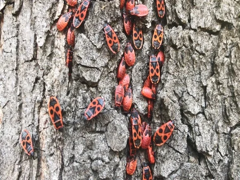 Red black bugs on a tree trunk  Stock Footage 80673633