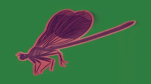Red black insect on dragon fly close up picture of flower isolated isolated on Stock-Footage 336893159