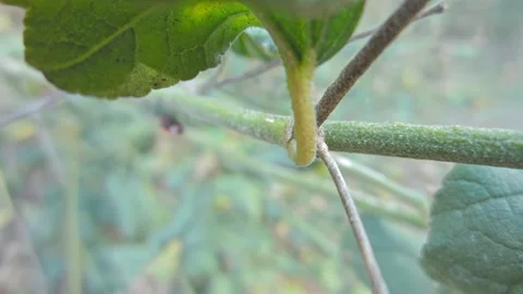 Red-black insect firebug on plants seed capsules looking for food close-up Stock Footage 258834014