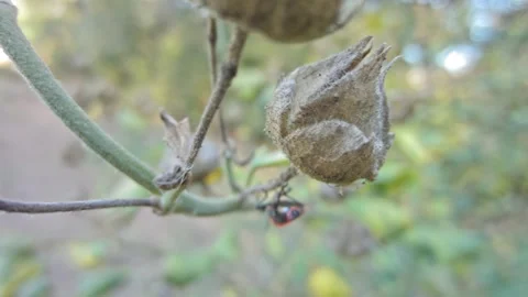 Red-black insect firebug on plants seed capsules looking for food close-up Stock Footage 258834053