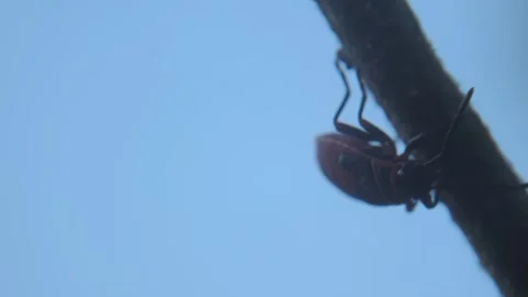 Red-black insect firebug on plants seed capsules looking for food close-up Stock Footage 258834102