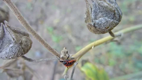 Red-black insect firebug on plants seed capsules looking for food close-up Stock Footage 258834206