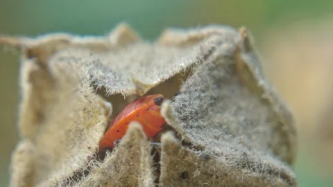 Red-black insect firebug on plants seed capsules looking for food close-up Stock Footage 258834307
