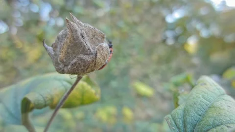Red-black insect firebug on plants seed capsules looking for food close-up Stock Footage 258834447