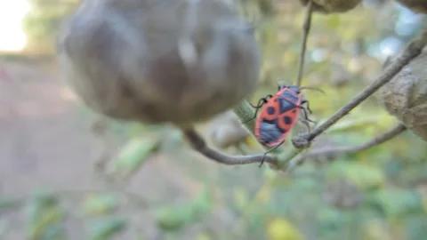 Red-black insect firebug on plants seed capsules looking for food close-up Stock Footage 258834513