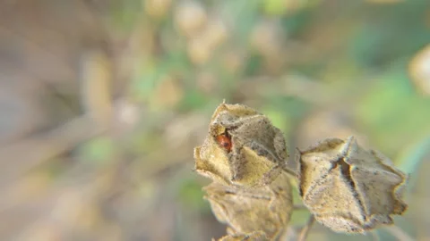 Red-black insect firebug on plants seed capsules looking for food close-up Stock Footage 258834619