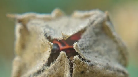 Red-black insect firebug on plants seed capsules looking for food close-up Stock Footage 258834673