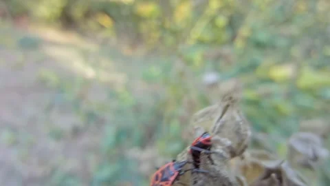 Red-black insect firebug on plants seed capsules looking for food close-up Stock Footage 258834827