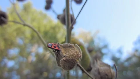 Red-black insect firebug on plants seed capsules looking for food close-up Stock Footage 258835150