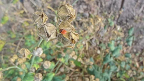 Red-black insect firebug on plants seed capsules looking for food close-up Stock Footage 258835275