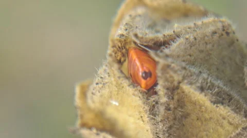 Red-black insect firebug on plants seed capsules looking for food close-up Stock Footage 258835702