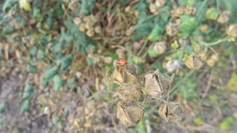 Red-black insect firebug on plants seed capsules looking for food close-up Stock Footage 258835992