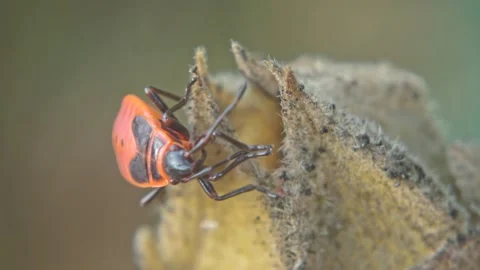 Red-black insect firebug on plants seed capsules looking for food close-up Stock Footage 258836394