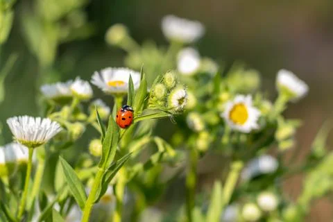 Red-black ladybug on a white chamomile on a blurred background. Wildlife in the Foto stock